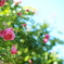 夏空の薔薇