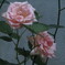 ピンクの薔薇