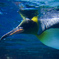 ペンギン