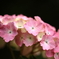 2021　紫陽花　①