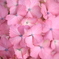 2021　紫陽花　②
