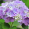 2021　紫陽花　④