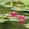 睡蓮　水鏡　花　IMG_0875