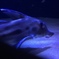 ゾウギンザメ