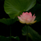 花灯り
