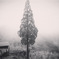 a misty morning