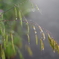 雨がしとしと降れば・・・