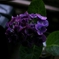 紫陽花
