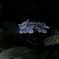 暗闇に浮かぶ紫陽花