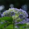 紫陽花　煌めき