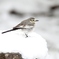 雪セキレイ