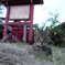 神社猫