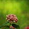 終盤の紫陽花 001