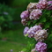 終盤の紫陽花　002