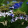 終盤の紫陽花 003