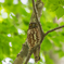 初めてアオバズクを撮りました