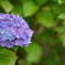 ツインリンクもてぎ　紫陽花