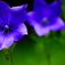 桔梗の花言葉は誠実