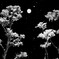snow moon