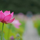 蓮の花Ⅳ