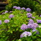 DSC00711