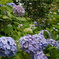 DSC00704