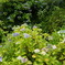 DSC00698