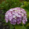 DSC00695