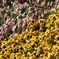 Flower bed