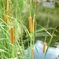 水辺のフランクフルト