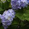 紫陽花と雨の雫