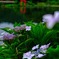 亀山湖の紫陽花
