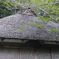昔からここに居ます