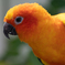 コガネメキシコインコ