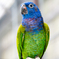 アケボノインコ