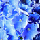 紫陽花