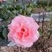 薔薇