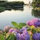 夕焼けに照らされて　～大阪狭山市・副池オアシス公園のアジサイ