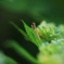 梅雨の淡い光に包まれて