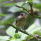 ヤマガラ幼鳥さん