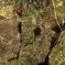 サファリパーク岩