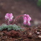 小雨の花