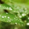 雨上がり