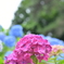 雨を呼ぶ