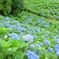 紫陽花畑２