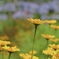 麗しきお花畑