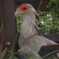 鳥で一番