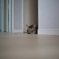 保護猫　イチゴさん