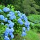 丹精込めて