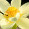 蓮花（２）